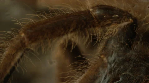 Tarantula close up in burrow sleeping Stock Footage 69041020