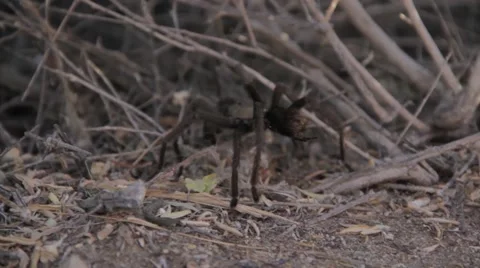 Tarantula, close up, in the desert 動画素材 56340803