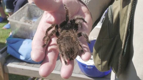 Tarantula Close Up Handheld 4k Stock Footage 79635453