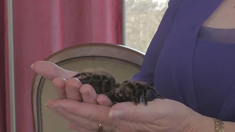 Tarantula Close Up Handheld Stock Footage 79631806