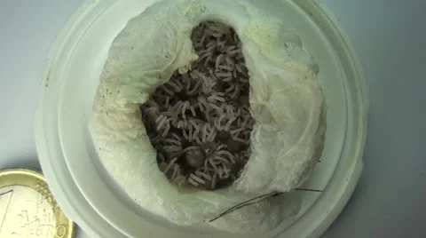 Tarantula cocoon with youngsters Stock Footage 59971260