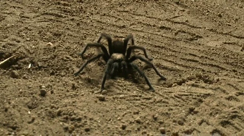 Tarantula crawl at night Stock-Footage 283414