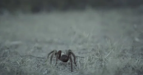 Tarantula Crawling Stock Footage 219964677