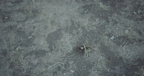 Tarantula Crawling Stock Footage 219964703