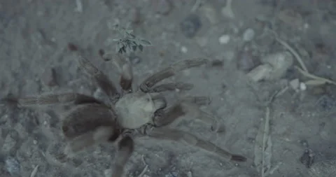 Tarantula Crawling Stock Footage 219964761
