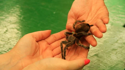Tarantula Crawling On The Hand Stock Footage 39490560