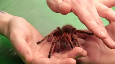 Tarantula Crawling On The Hand Stock Footage 46558114