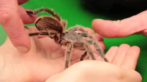 Tarantula Crawling On The Hand Stock Footage 46953043