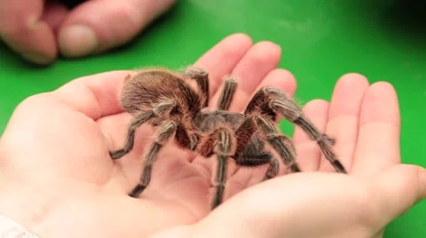 Tarantula Crawling On The Hand Stock Footage 46954027