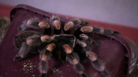Tarantula Crawling HD Video Stock Footage 22149933