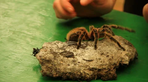 Tarantula Crawling On Stone Video stock 39490593