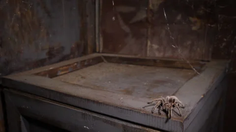 Tarantula crawling on wood 库存影片 35258249