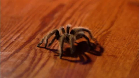 Tarantula crawls across floor Video stock 253599832