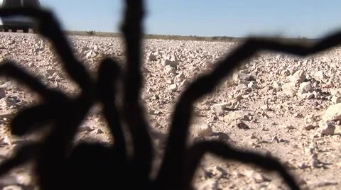 Tarantula Crawls on Lens Video stock 50769992