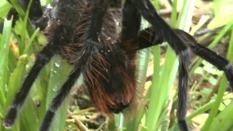 Tarantula Crawls through the Grass in the Amazonian Cloud Forest Stock Footage