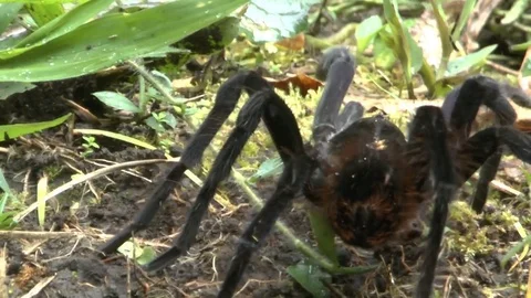 Tarantula Crawls through the Grass in the Amazonian Cloud Forest Stock Footage 74386832