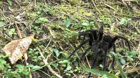 Tarantula Crawls through the Grass in the Amazonian Cloud Forest Stock-Footage 74386958