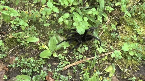 Tarantula Crawls through the Grass in the Amazonian Cloud Forest Stock Footage 74387120