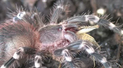 Tarantula eats cricket Stock Footage 8945294