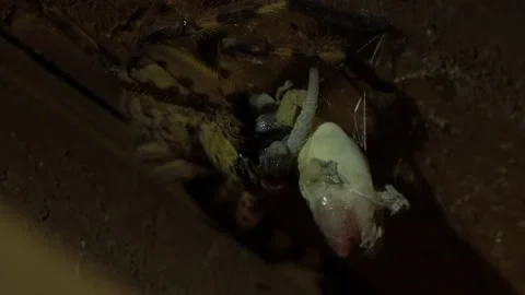 Tarantula eats gecko. Giant spider eats lizard, insect behaviour in the nature,  Video stock 163973566