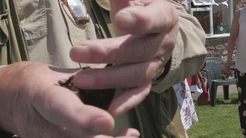 Tarantula Fangs 4K Stock Footage 79634292