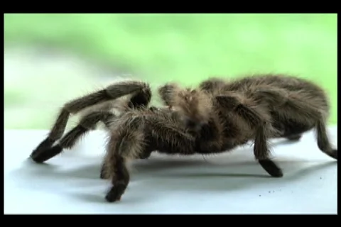 Tarantula Stock Footage 522518
