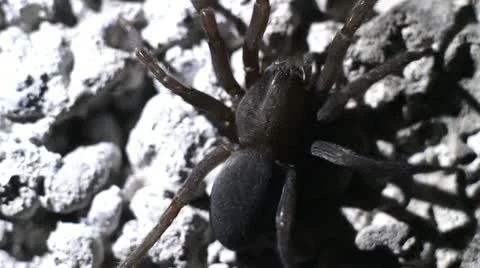 Tarantula Stock-Footage 11006415