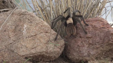 Tarantula Stock-Footage 134569385