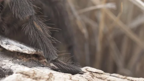Tarantula Stock-Footage 134584177