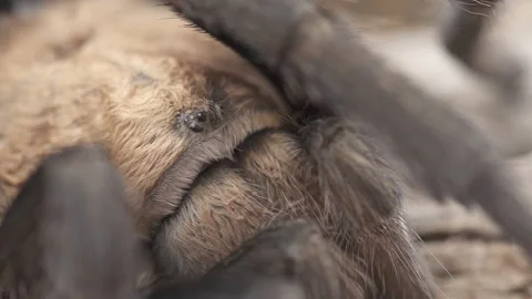 Tarantula Stock-Footage 134598085