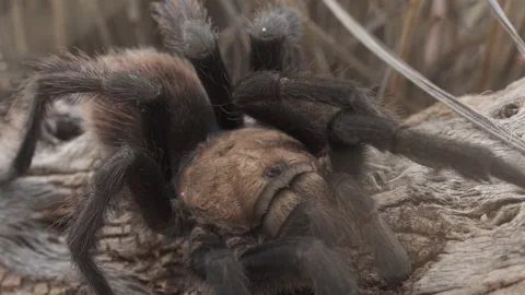 Tarantula Stock-Footage 134598569