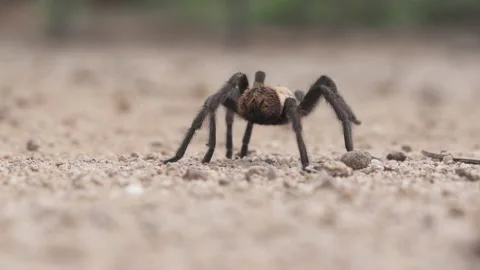 Tarantula Stock-Footage 134644984