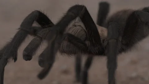 Tarantula Stock-Footage 134646681