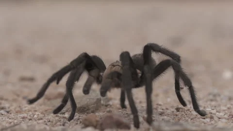 Tarantula Stock-Footage 134738247