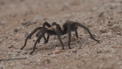 Tarantula Stock-Footage 134841524