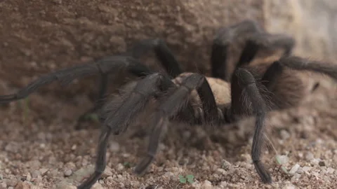 Tarantula Stock-Footage 134849159