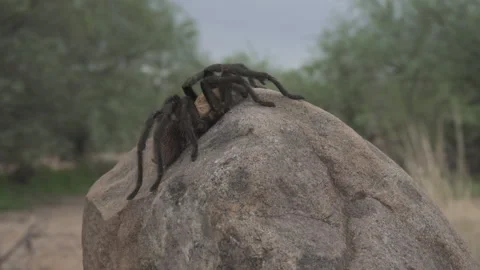 Tarantula Stock-Footage 135081537