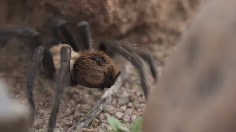 Tarantula Stock-Footage 135082479