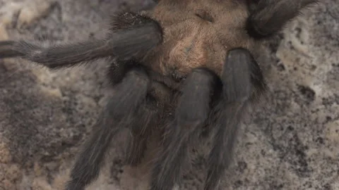 Tarantula Stock-Footage 135185258
