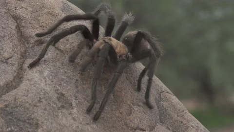 Tarantula Stock-Footage 135185411