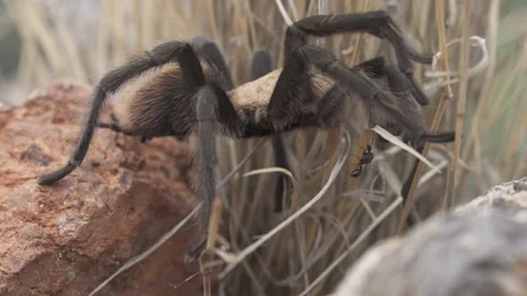 Tarantula Stock-Footage 135199092