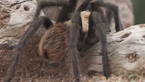 Tarantula Stock-Footage 135225287