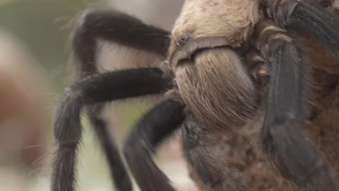 Tarantula Stock-Footage 135272675
