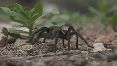 Tarantula Stock-Footage 135276358