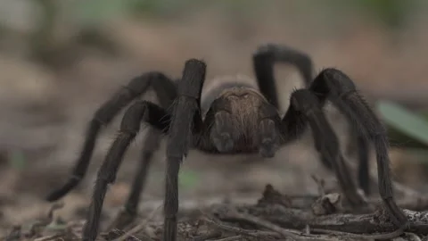 Tarantula Stock-Footage 135282076