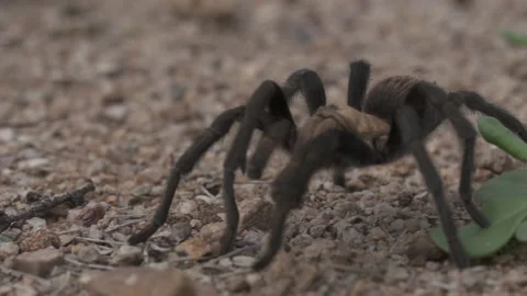 Tarantula Stock-Footage 135290469