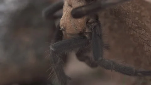 Tarantula Stock-Footage 135328131