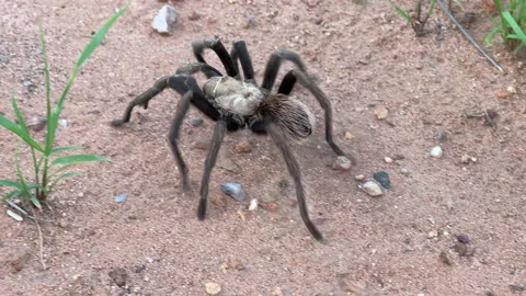 Tarantula Stock Footage 162583478