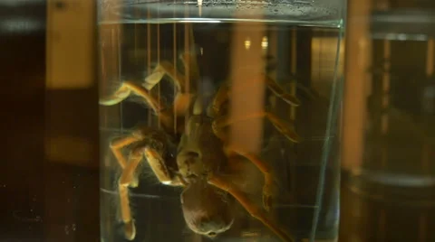 Tarantula in Formalin Stock Footage 61858616