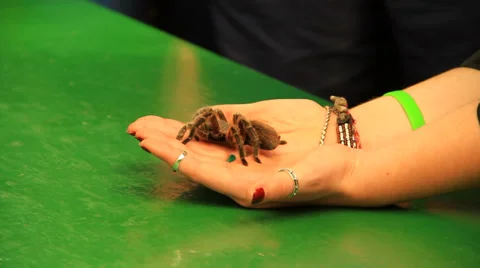 Tarantula on hand Stock Footage 38718507